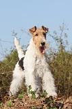 FOX TERRIER 045